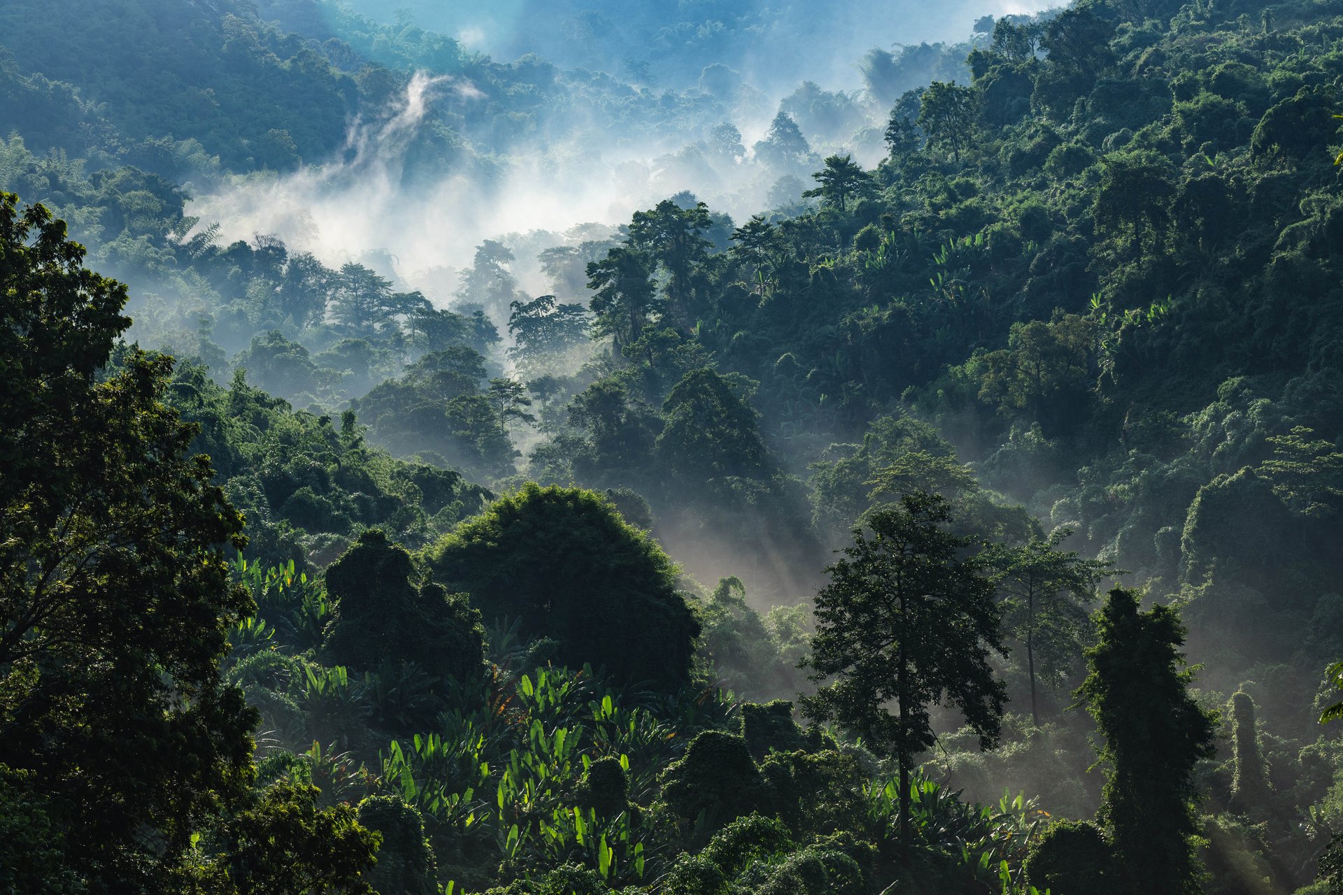 Foret d'Afrique centrale